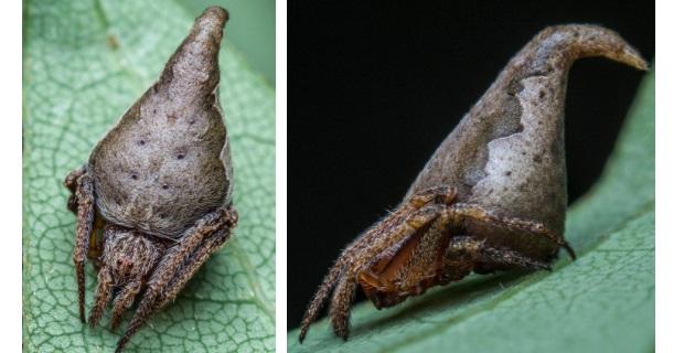 A aranha que ficou famosa como o Chapéu Seletor da série Harry Potter-0