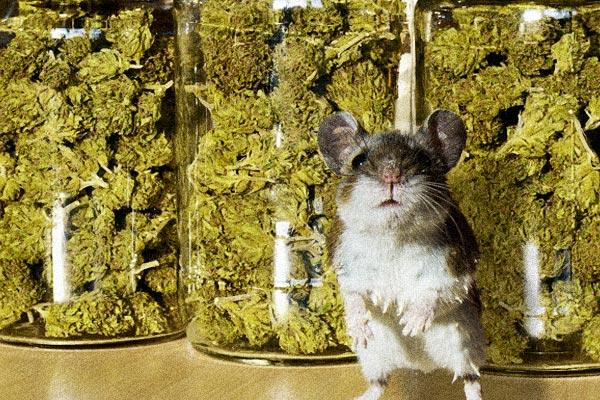 500 kg de maconha somem misteriosamente na Argentina; policiais dizem que ratos devoraram a erva -0