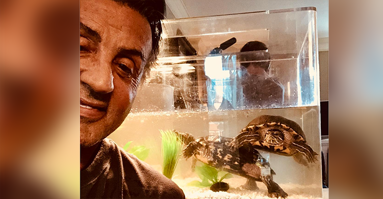 Stallone adotou as tartarugas de Rocky, e agora elas reaparecem em Creed 2 - 43 anos mais tarde!-0